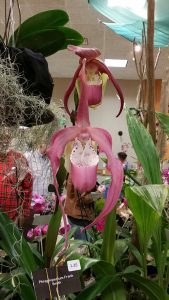 NC Arboretum Orchid Festival