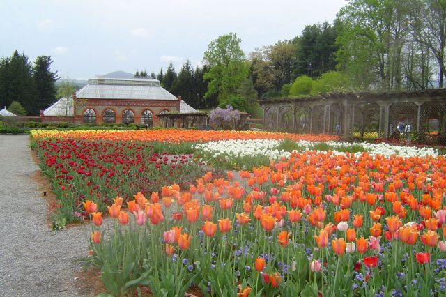 Tulips at Biltmore Estate